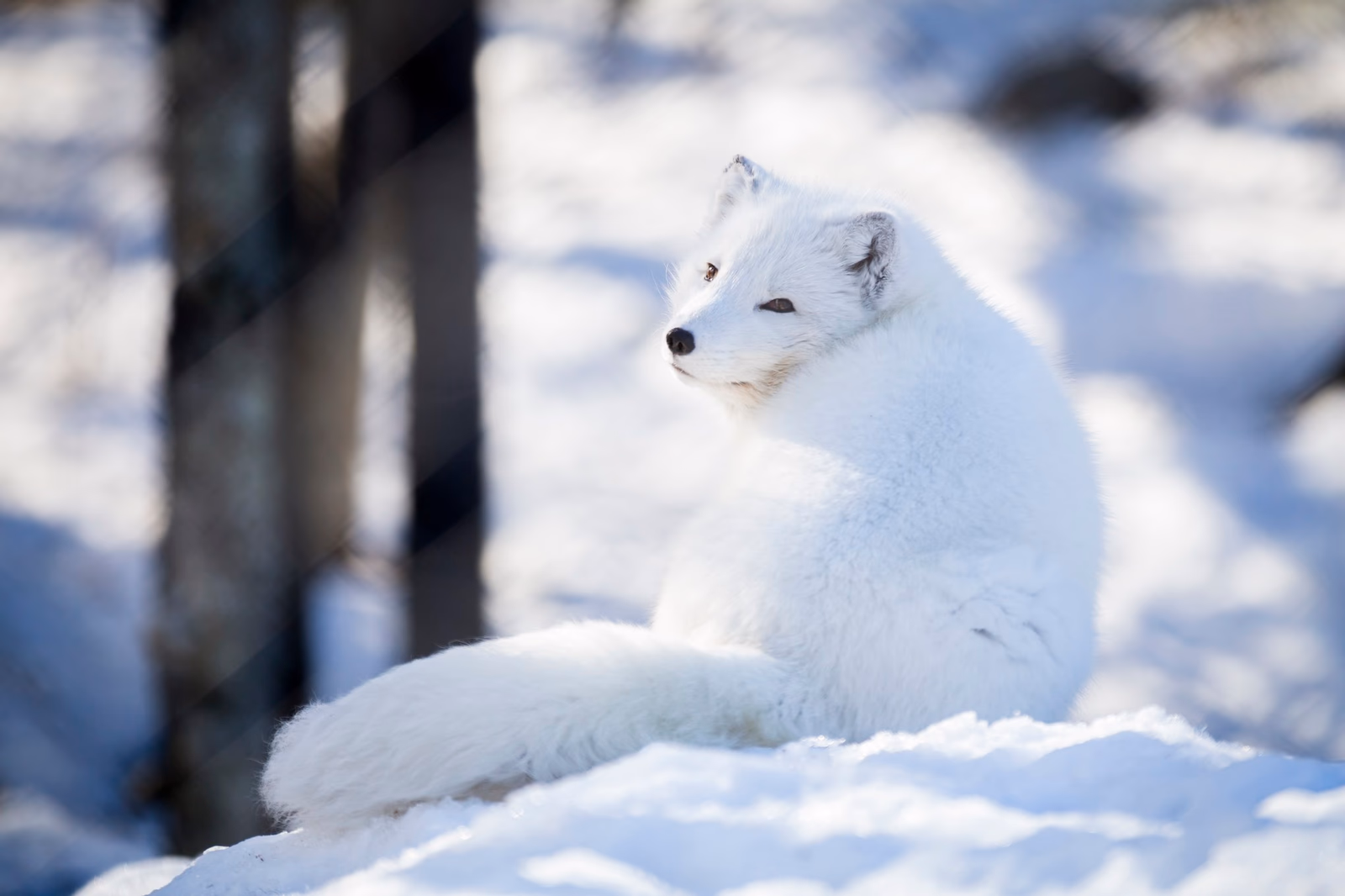 Arctic fox with white winter fur resting in the snow at Ranua Wildlife Park