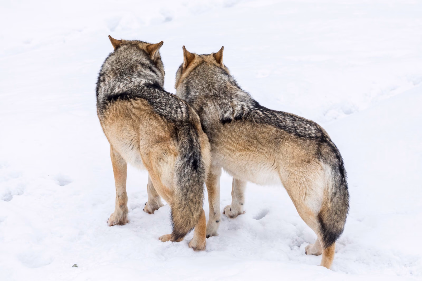 Two grey wolves standing together in the snow at Ranua Wildlife Park