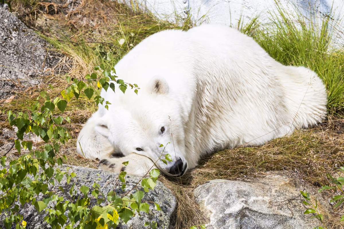 Polar bear at Ranua Wildlife Park