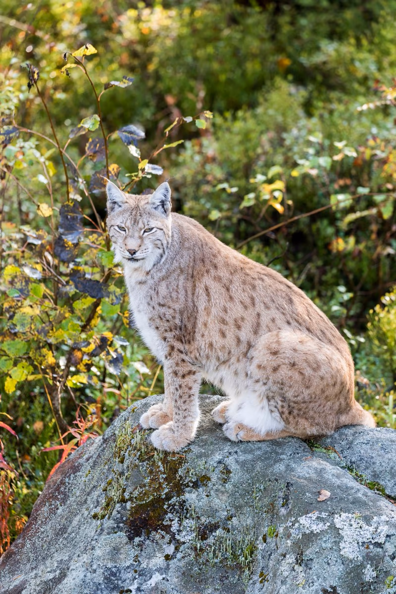 Lynx sitting on a mossy rock at Ranua Wildlife Park