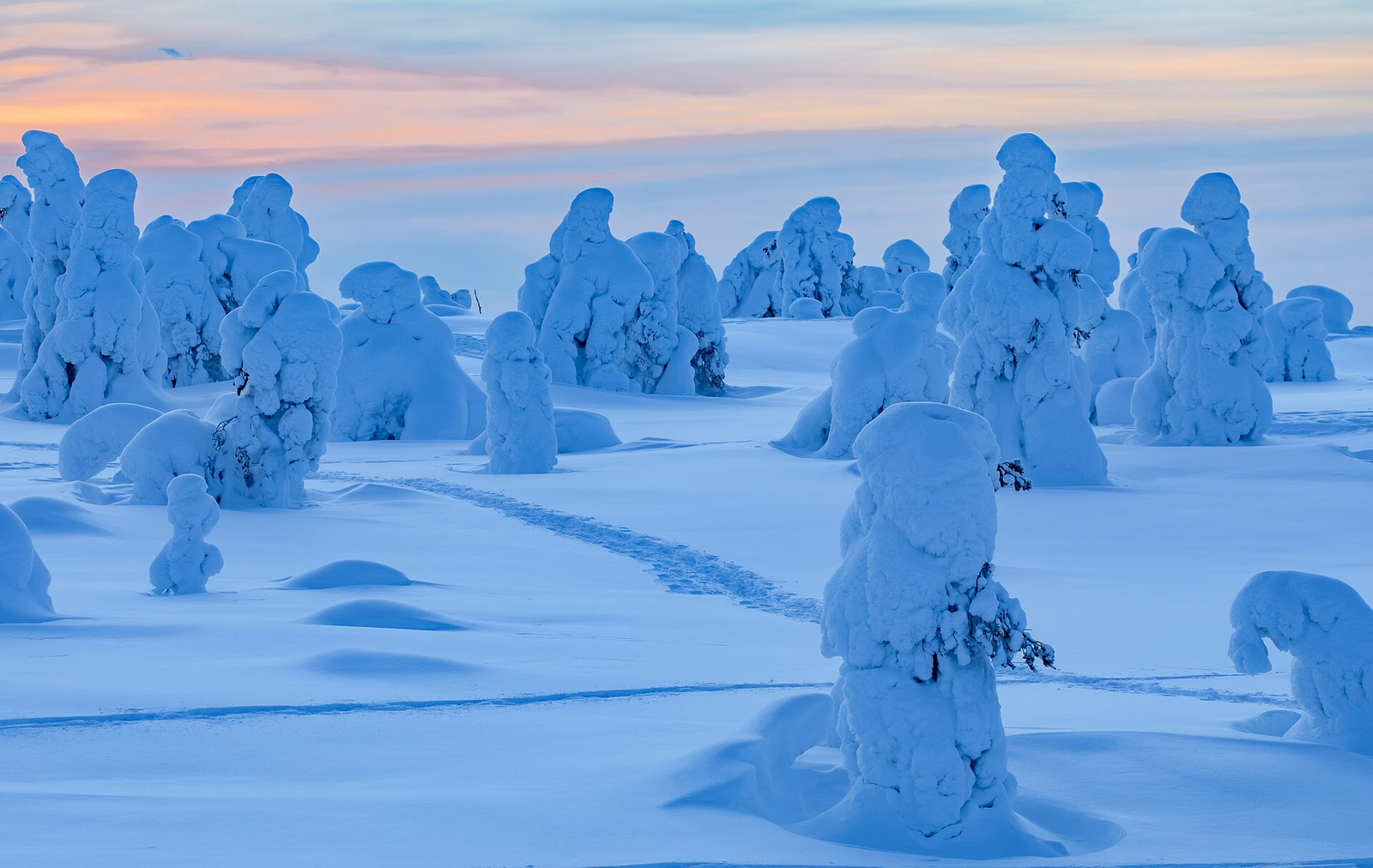 Footprints across a snowy fell among Riisitunturi’s snow-covered trees