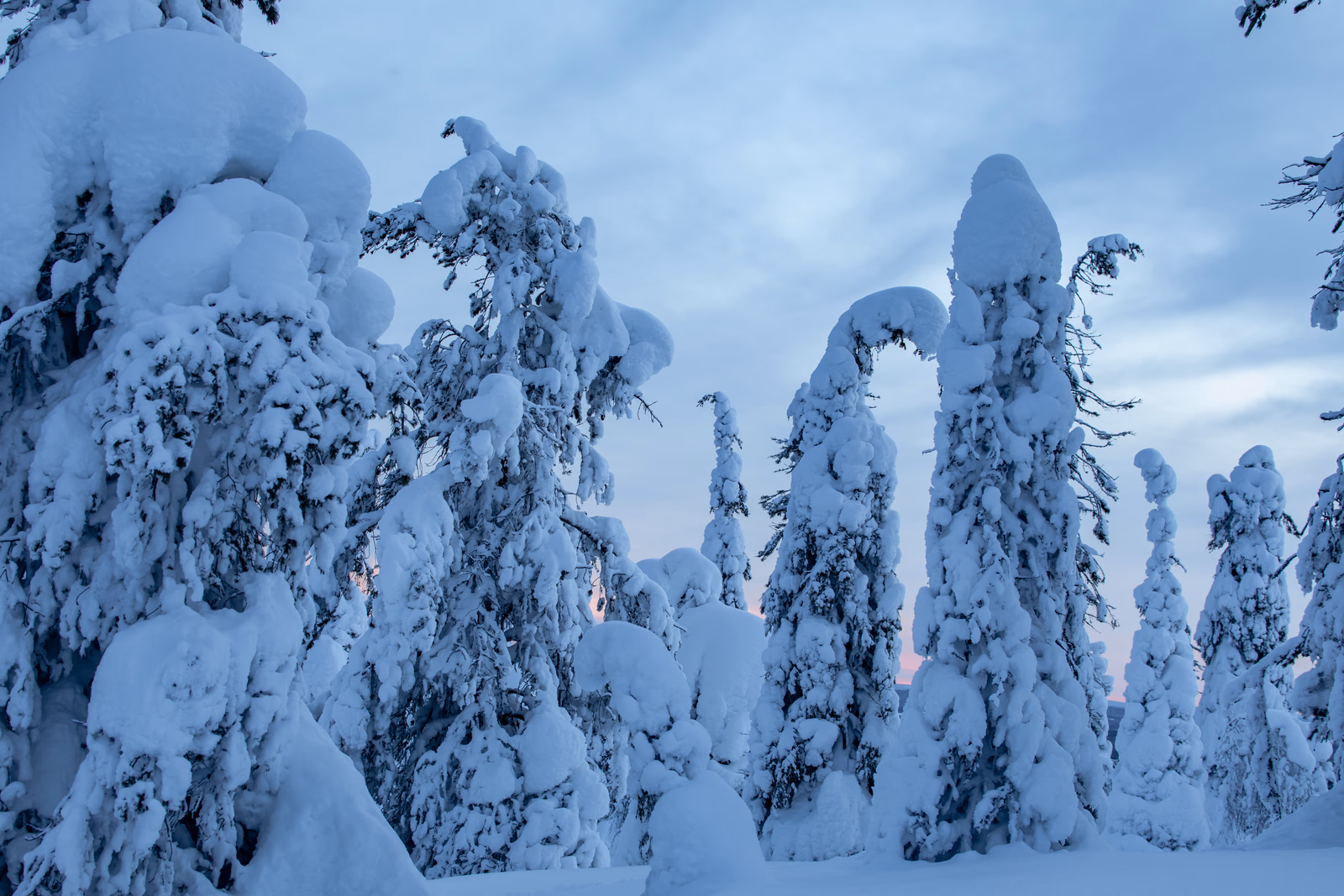Dense snow-laden spruce trees in Riisitunturi National Park